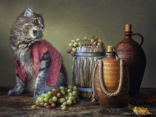 - Вау, сколько вина!