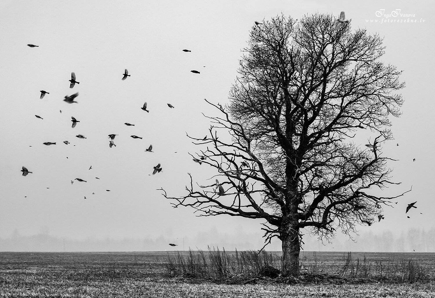 беженцы, Инга Иванова