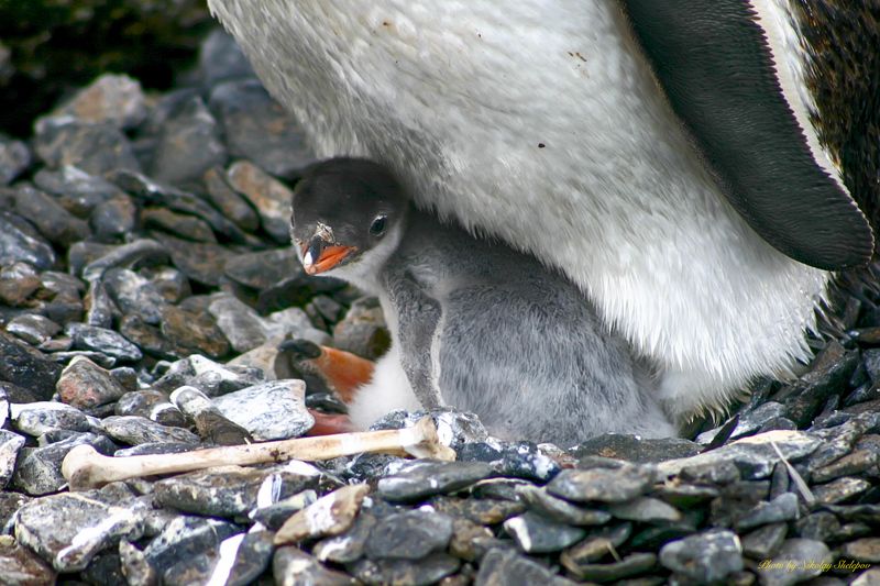 Антарктида 10 фото превью