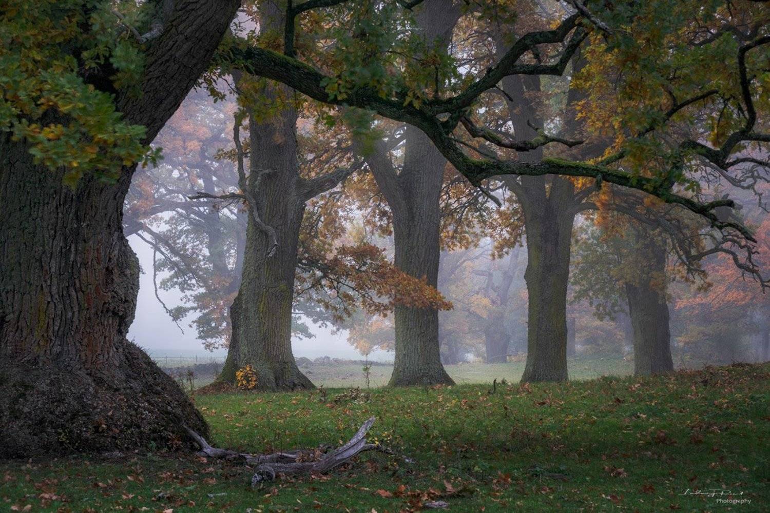 autumn, branches, fall, fall trees, fog, foggy, foliage, grass, horse, horse pasture, horses, leaf, meadow, mist, misty, moss, nature, oak, oak leaves, oak pasture, oak trees, oak -wood, orange, outdoor, pasture, tree branches, tree trunk, trees, wood, ye, Ludwig Riml