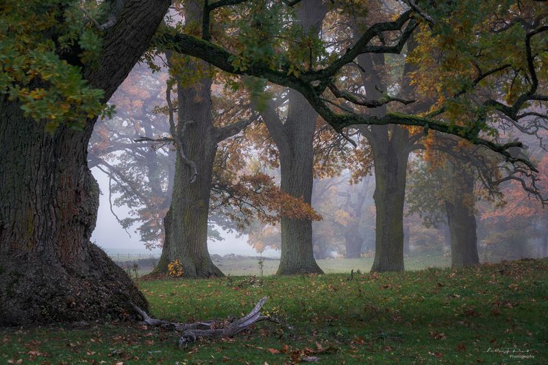 autumn, branches, fall, fall trees, fog, foggy, foliage, grass, horse, horse pasture, horses, leaf, meadow, mist, misty, moss, nature, oak, oak leaves, oak pasture, oak trees, oak -wood, orange, outdoor, pasture, tree branches, tree trunk, trees, wood, ye Fall\'ing in Love with the Tao фото превью