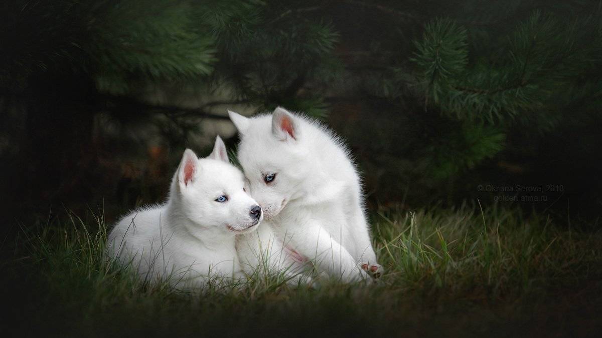 , Оксана Серова