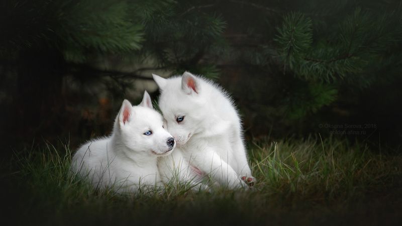 Снежинки фото превью