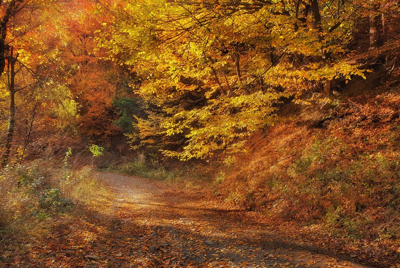 Осень фото превью