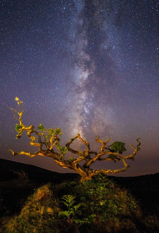 Forms of Nature фото превью