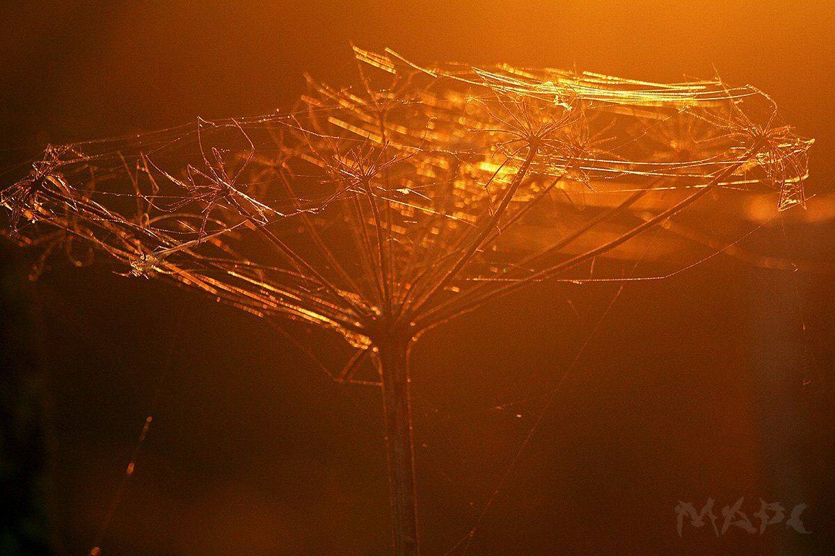 макро осень ноябрь закат паутинка, Шангареев Марс