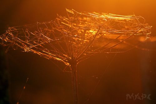 Последние солнечные деньки