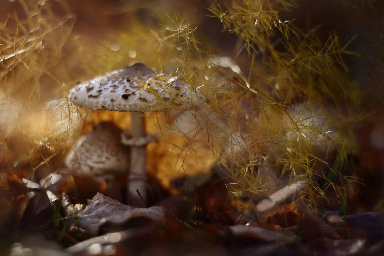 гриб,зонтик,осень,утро,солне, Петриченко Валерий