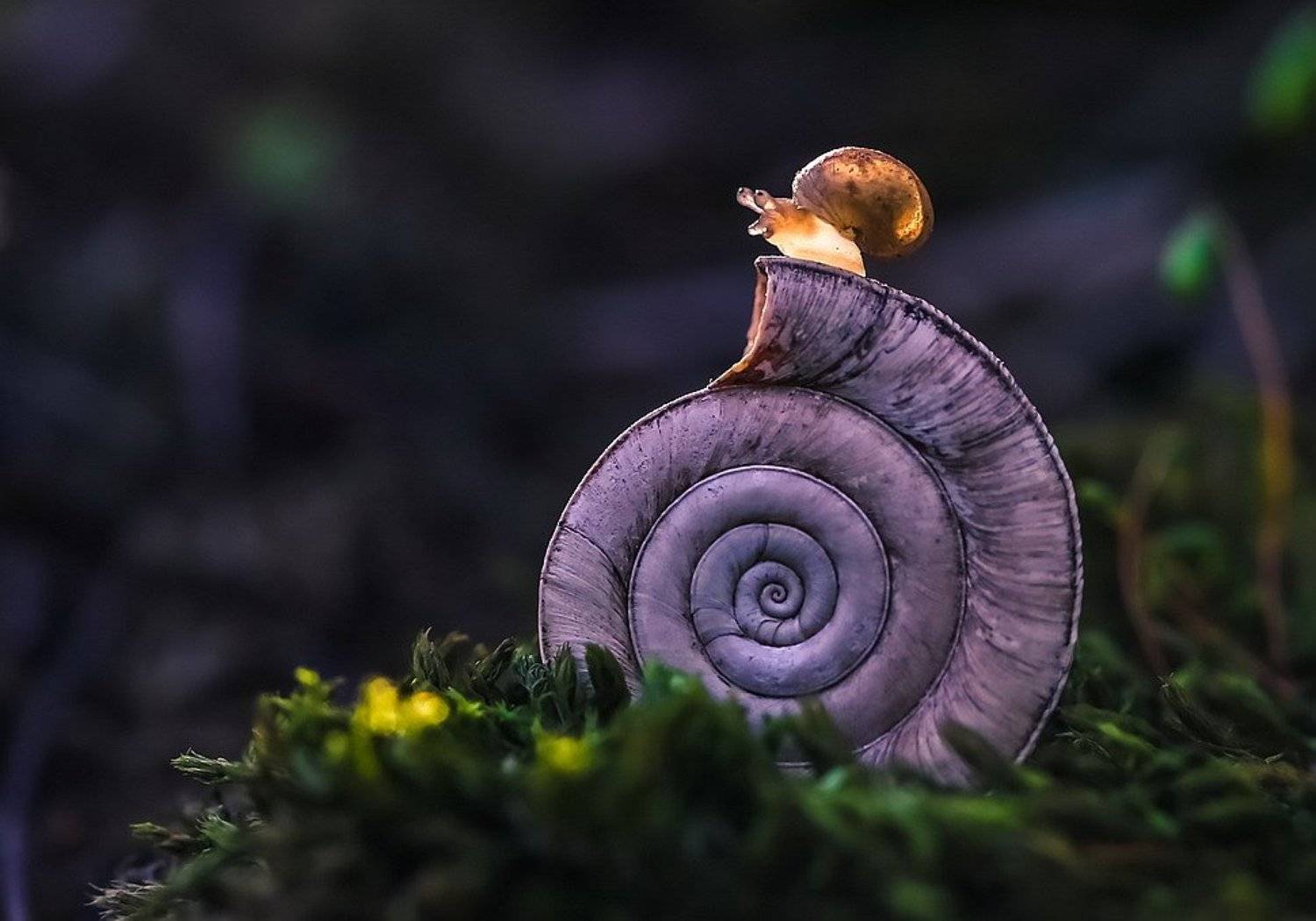 , Вячеслав Мищенко