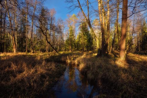 ноябрьский лес
