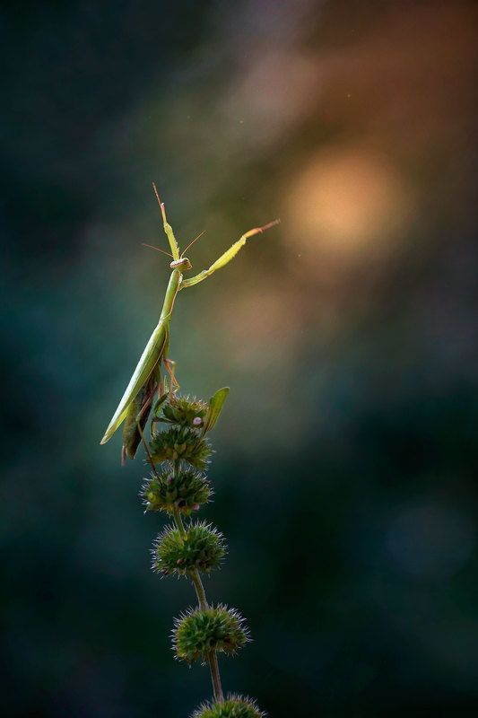 макро, природа, богомол, дирижер Дирижер вечернего оркестра фото превью