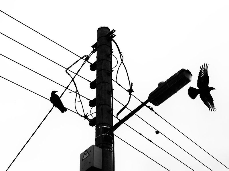 Birds фото превью