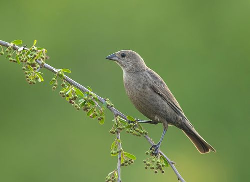 Буроголовый коровий трупиал -  Brown-headed Cowbird