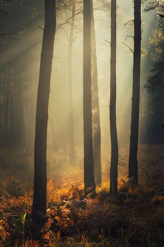 forest, poland, polish, landscape, mushroom, trees, light, awesome, shadows, fog, mist, beautiful, breathe, autumn The forest breathed with me фото превью