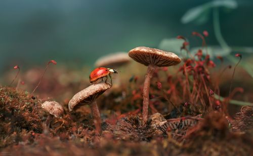 Красная шапочка