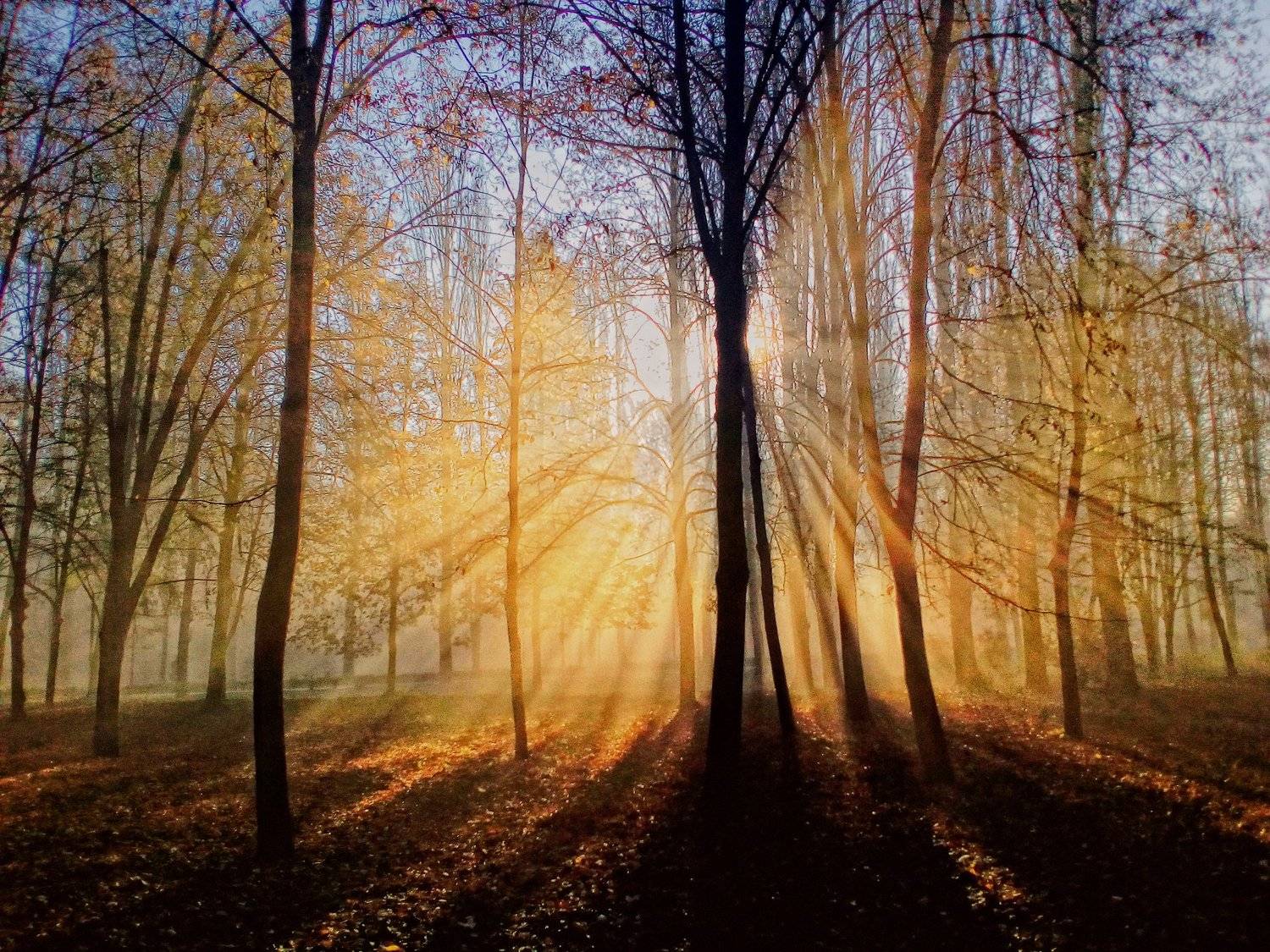 , александр