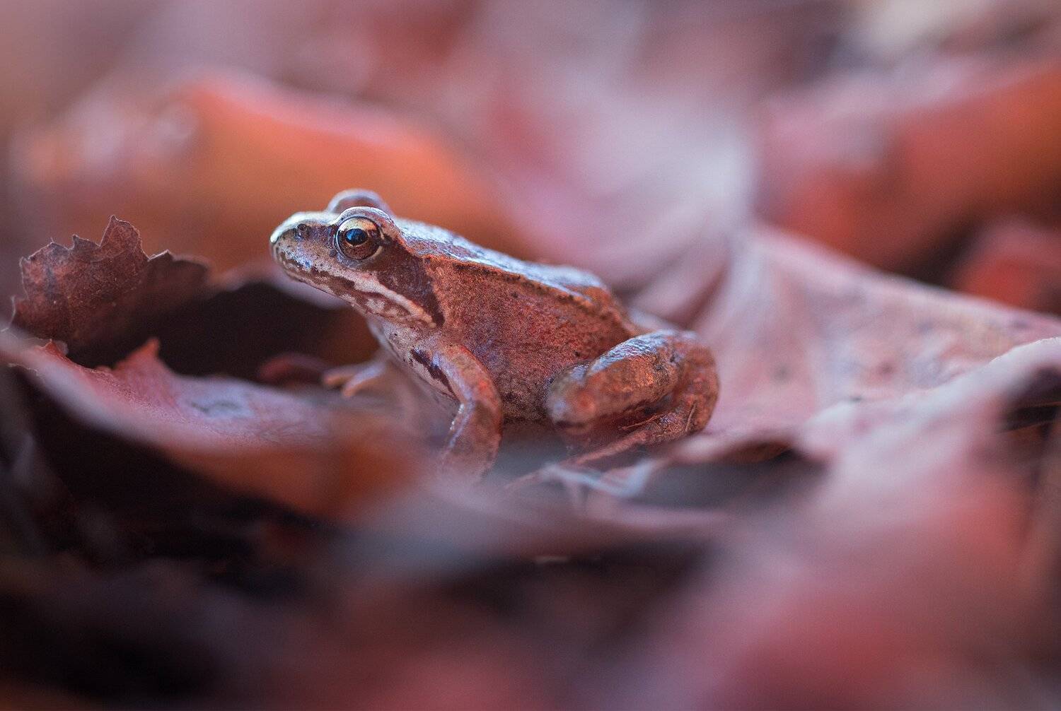 , Людмила Гудина