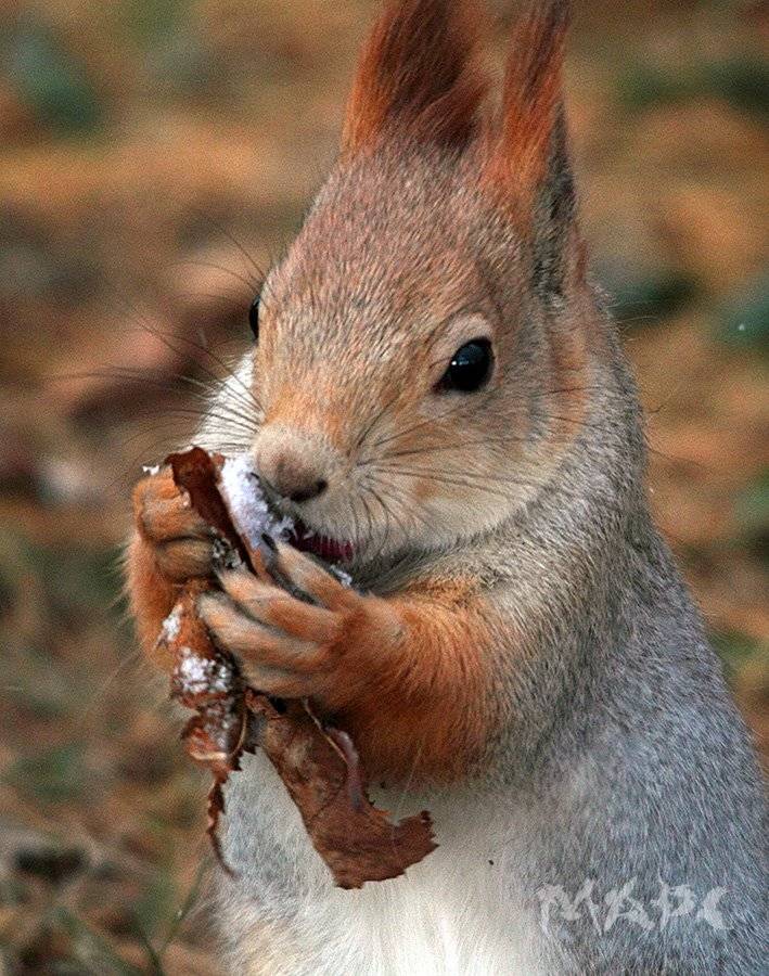 животные белка лист иней, Шангареев Марс