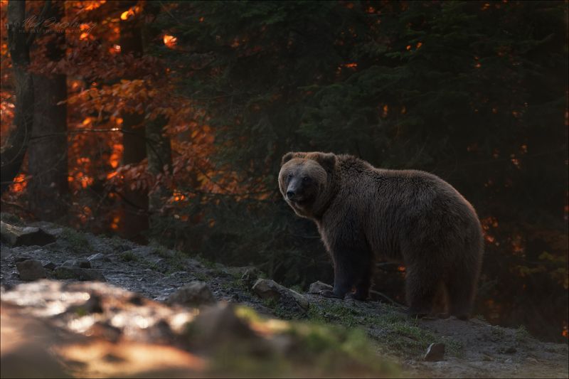 карпаты, синевир, бурый медведь, центр реабилитации бурого медведя, осень, bear, карпаты, водопад, шипот, украина, осень, горы, фототур по карпатам, влад соколовский, phototravel.pro, лумшоры, синевир, каменка, гук, ясиня, лазещина, петрос, говерла, горы, Глаза в глаза .. фото превью