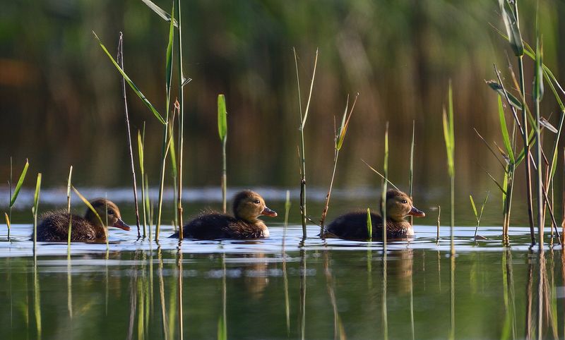 bird, duck, water, lake, reed, green, little In the water among the reeds фото превью