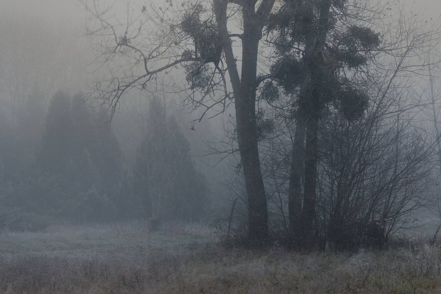 осень рассвет лес листва туман, Александр Жарников