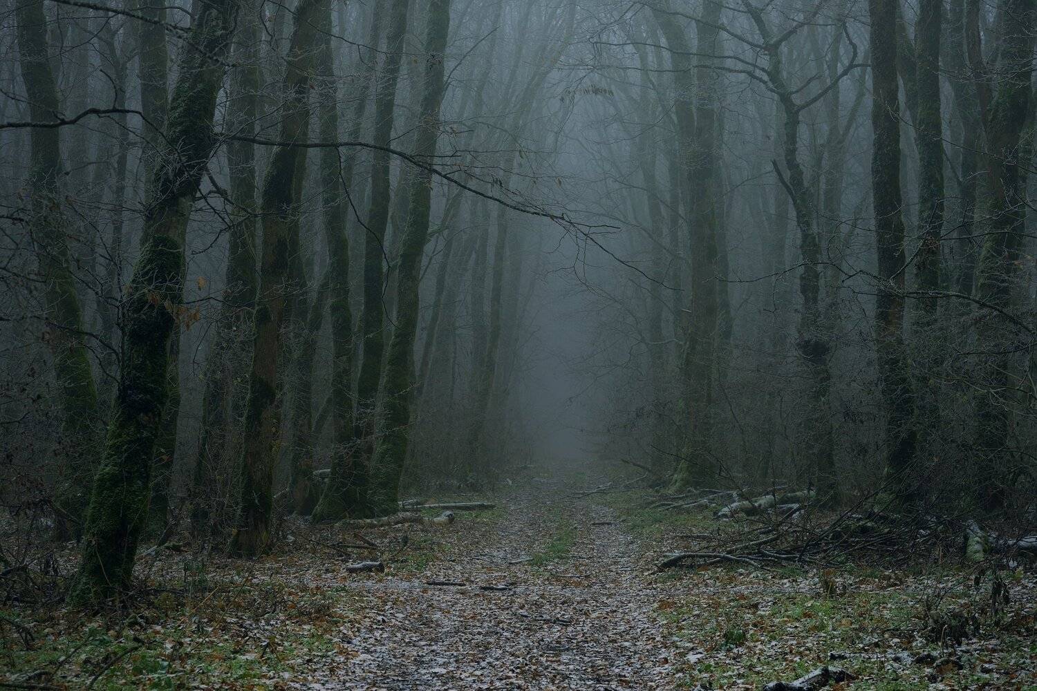 осень рассвет лес листва туман, Александр Жарников