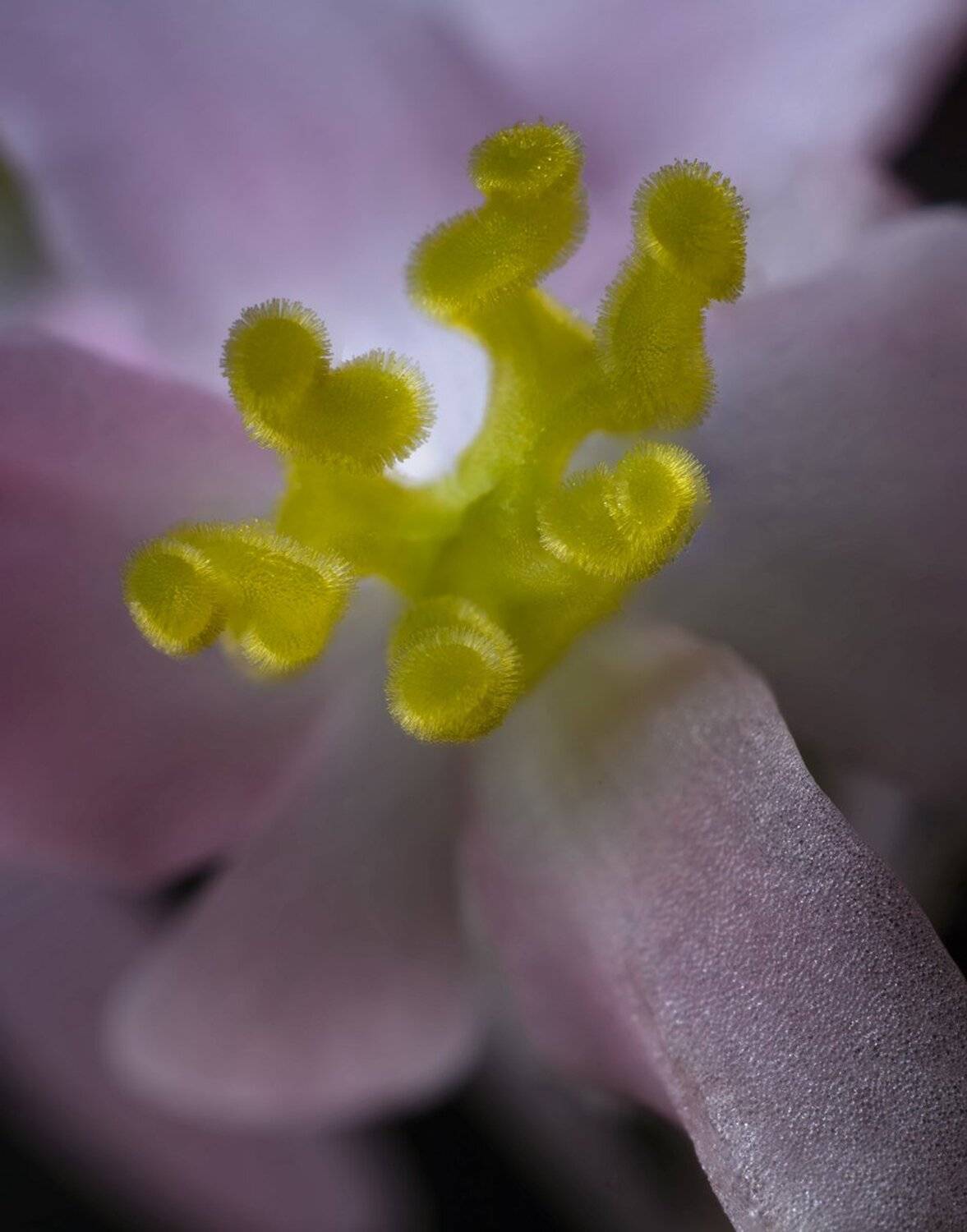 , Николай Андреев