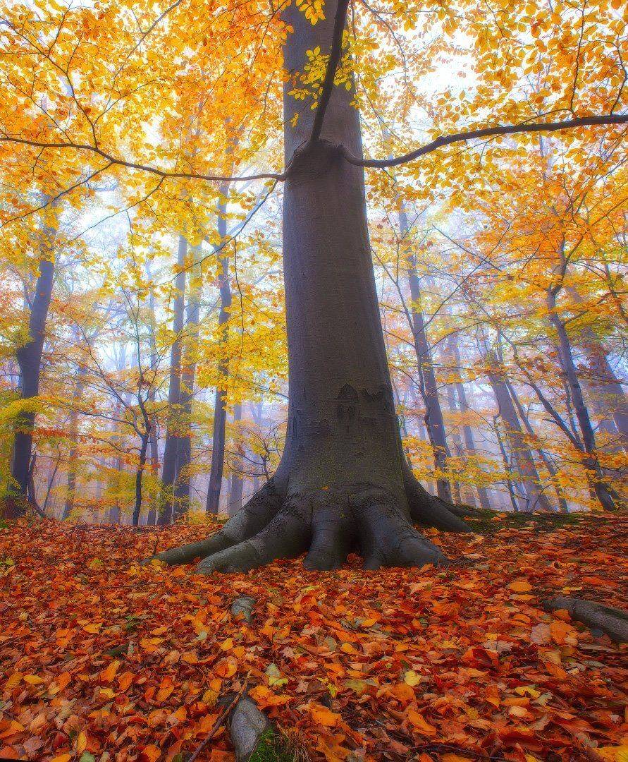 осень, лес, дерево, туман, вечер, польша, autumn, forest, tree, fog, evening, poland, Виктор Тулбанов