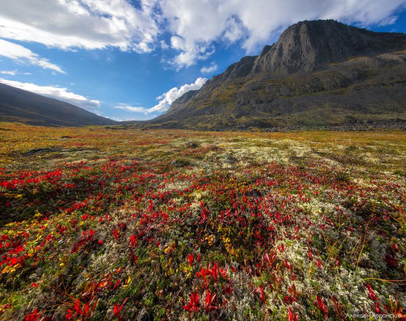 перевал,рудник,север,сейдозеро,осень,тундра,утро,горы, Под перевалом Эльморайок фото превью
