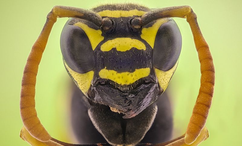 Wasp фото превью