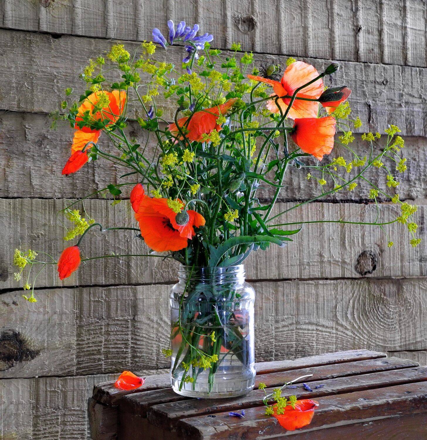 цветы маки букет, Сергей Фунтовой