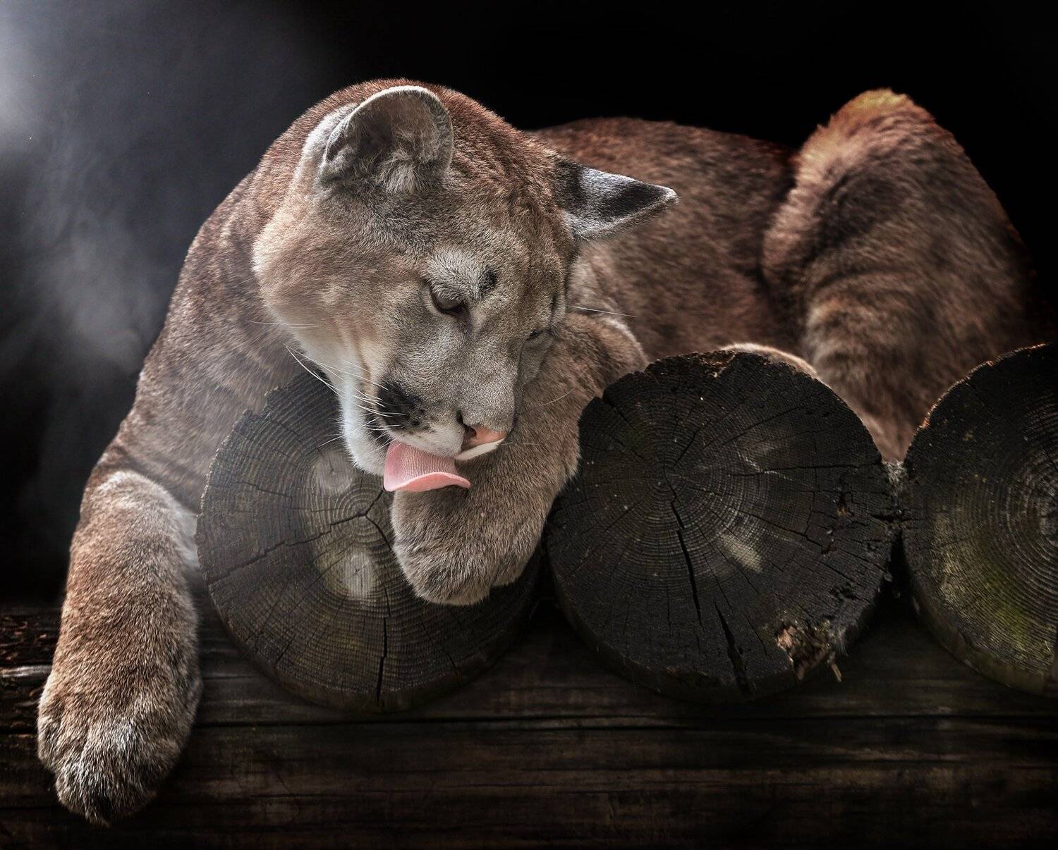 пума (горный лев), Олег Богданов