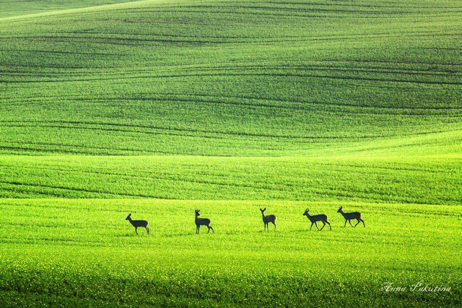 , Анна Пакутина