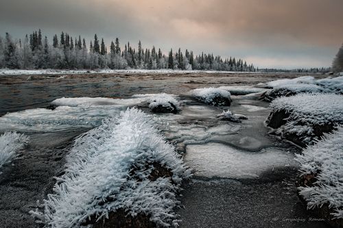 Цветы на камнях.