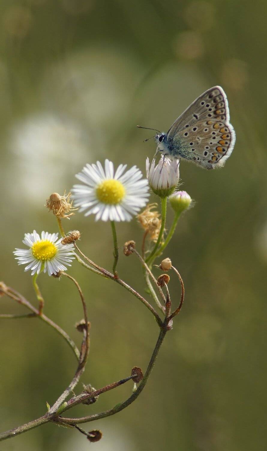 Бабочка, Чепленко Алексей