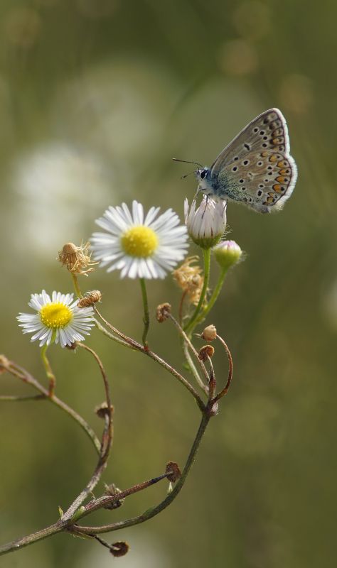 Голубянка фото превью