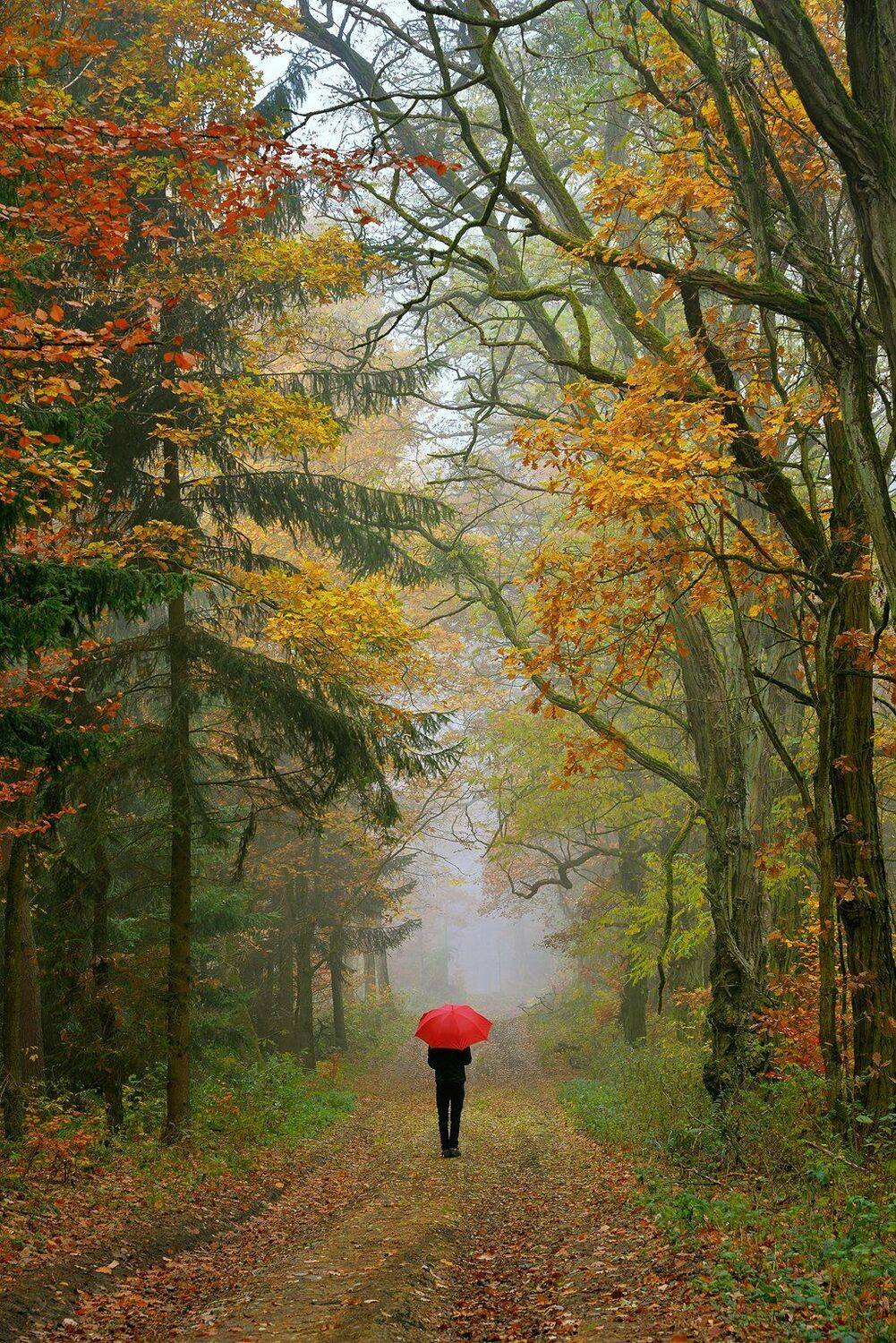 autumn walk fall magic trees path mist foggy dranikowski forest alone, Radoslaw Dranikowski