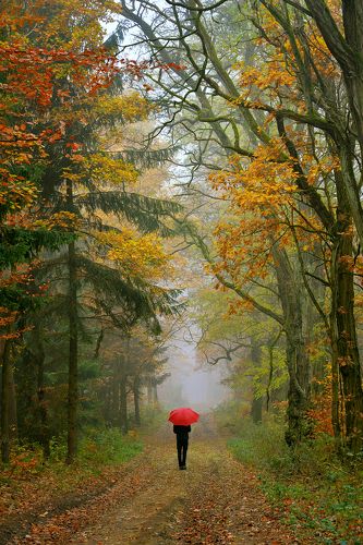 Autumn walk