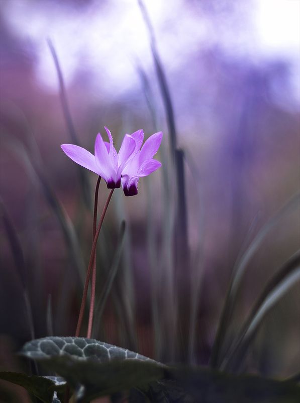 лесная парочка фото превью