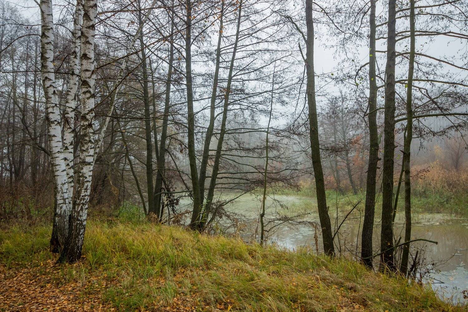 ольха, береза, лес, осень, туман, река, ручей, болото, Руслан Востриков