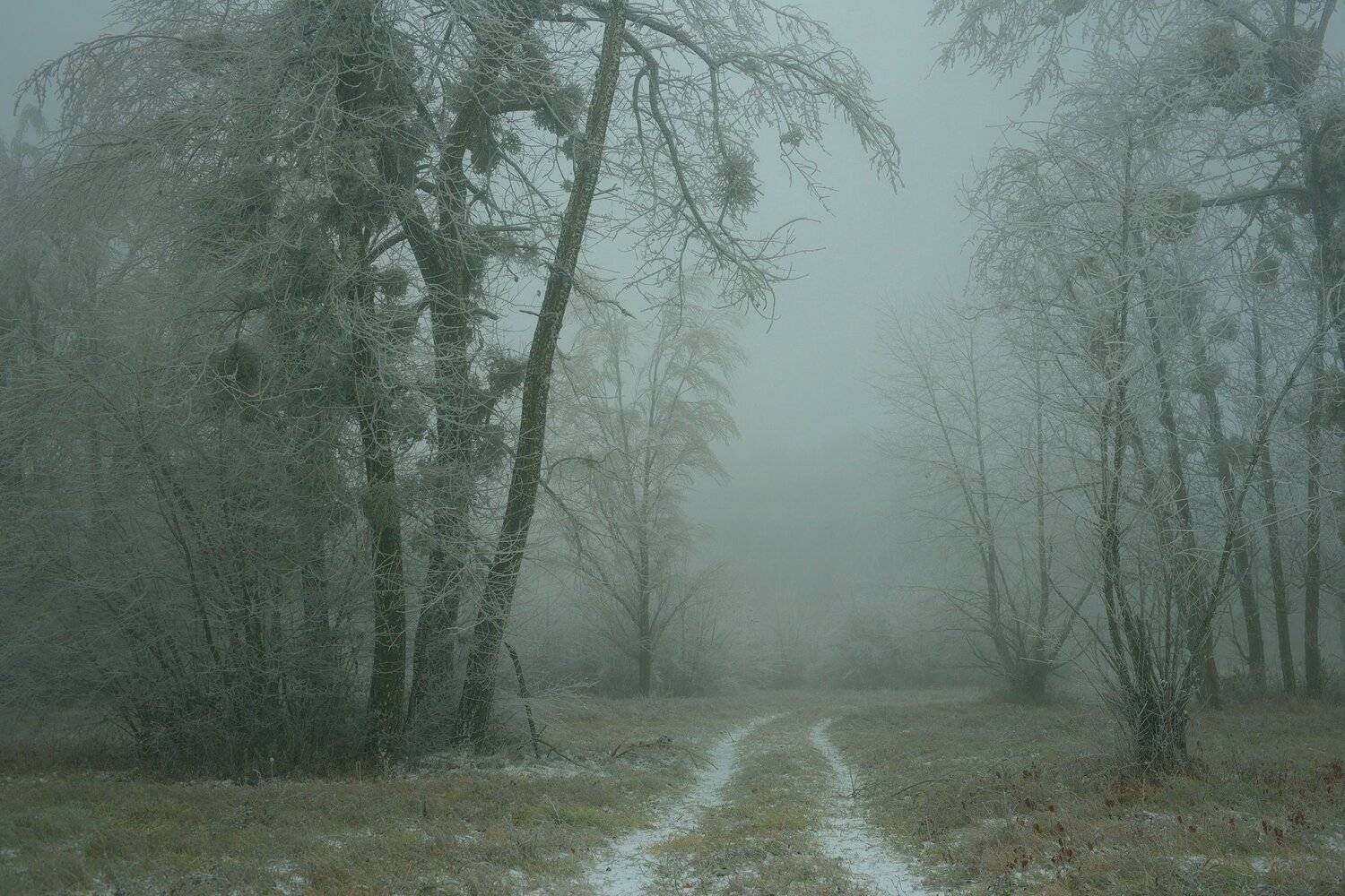 осень лес деревья листья туман, Александр Жарников