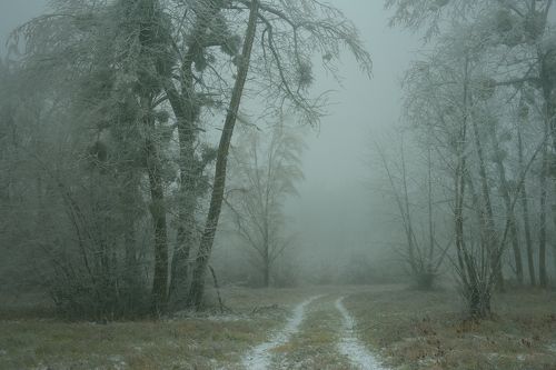 Туманный рассвет