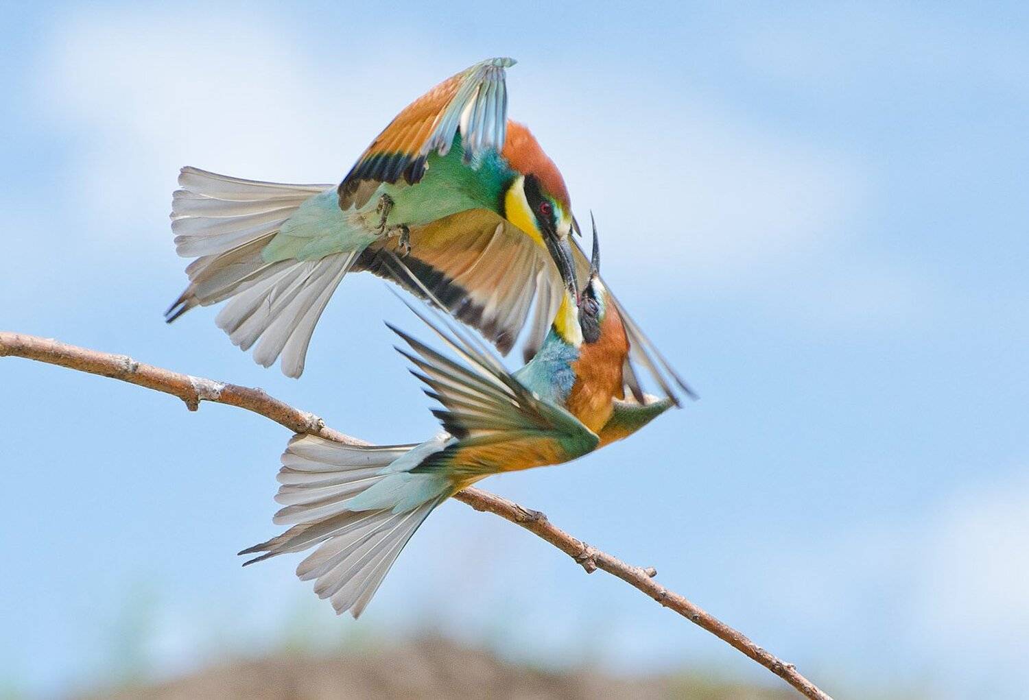 золотистые щурки, птицы, Михаил Агеев