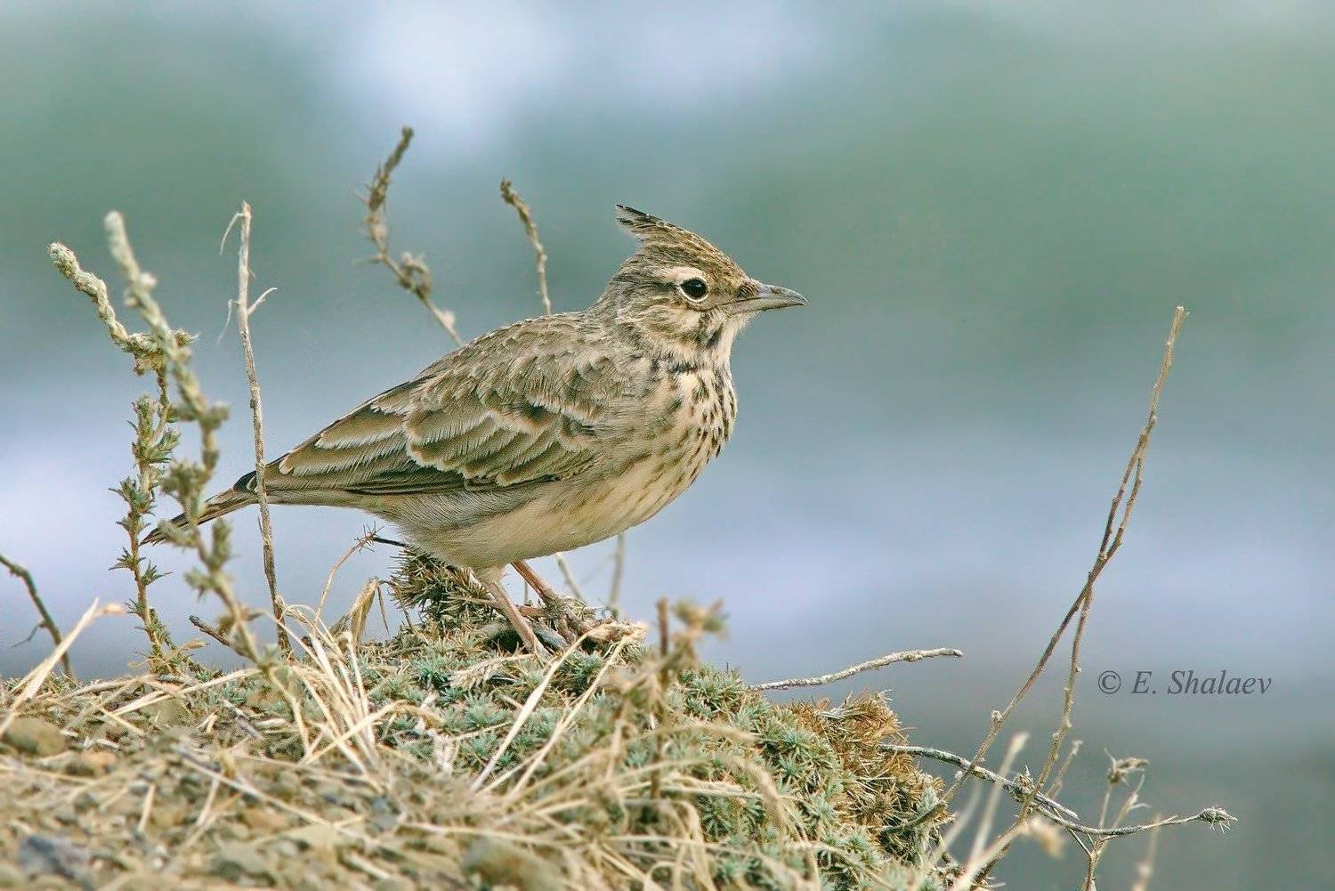 birds, хохлатый жаворонок,птица,птицы,фотоохота,galerida cristata, Евгений