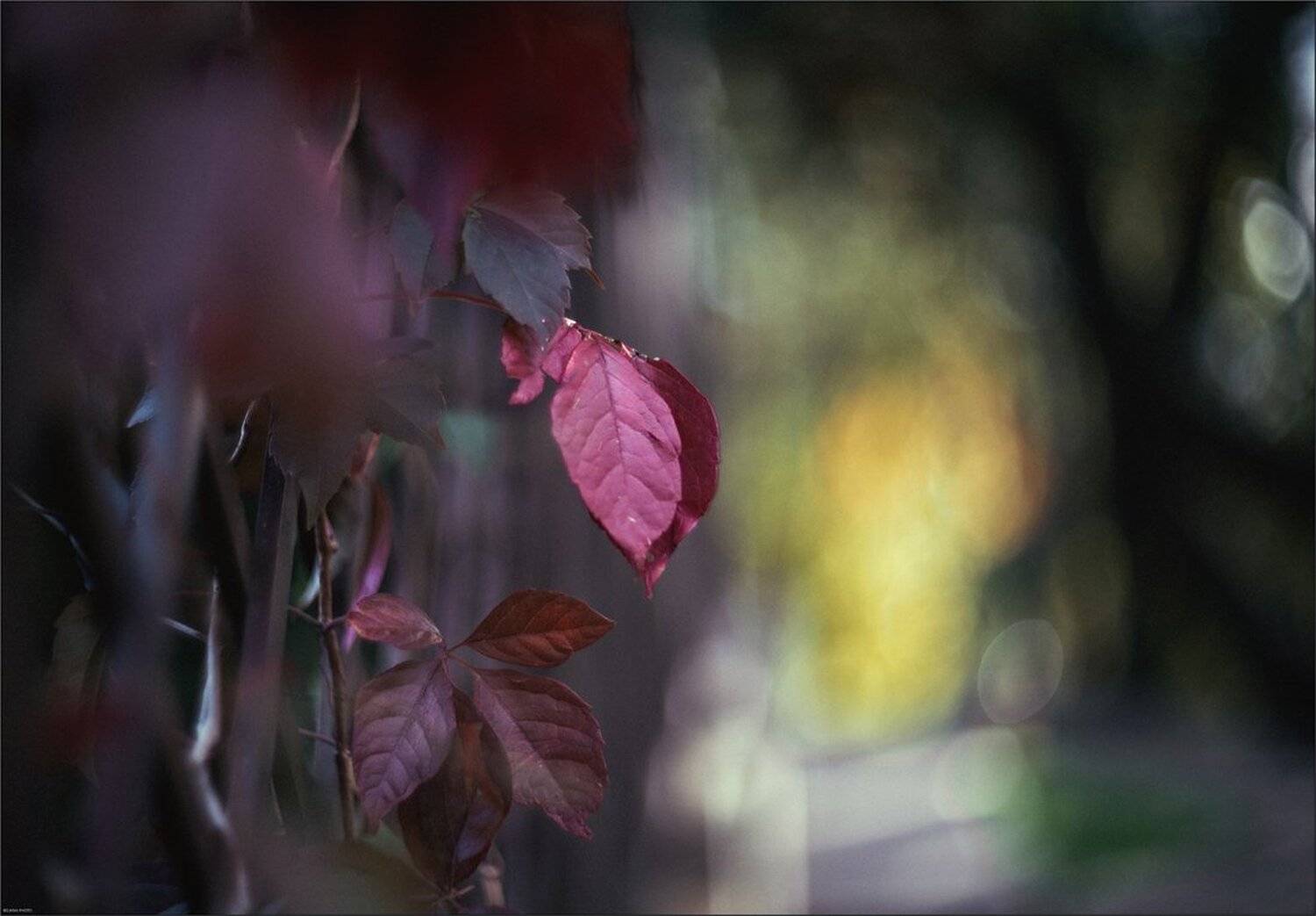 , Ариадна Белкина