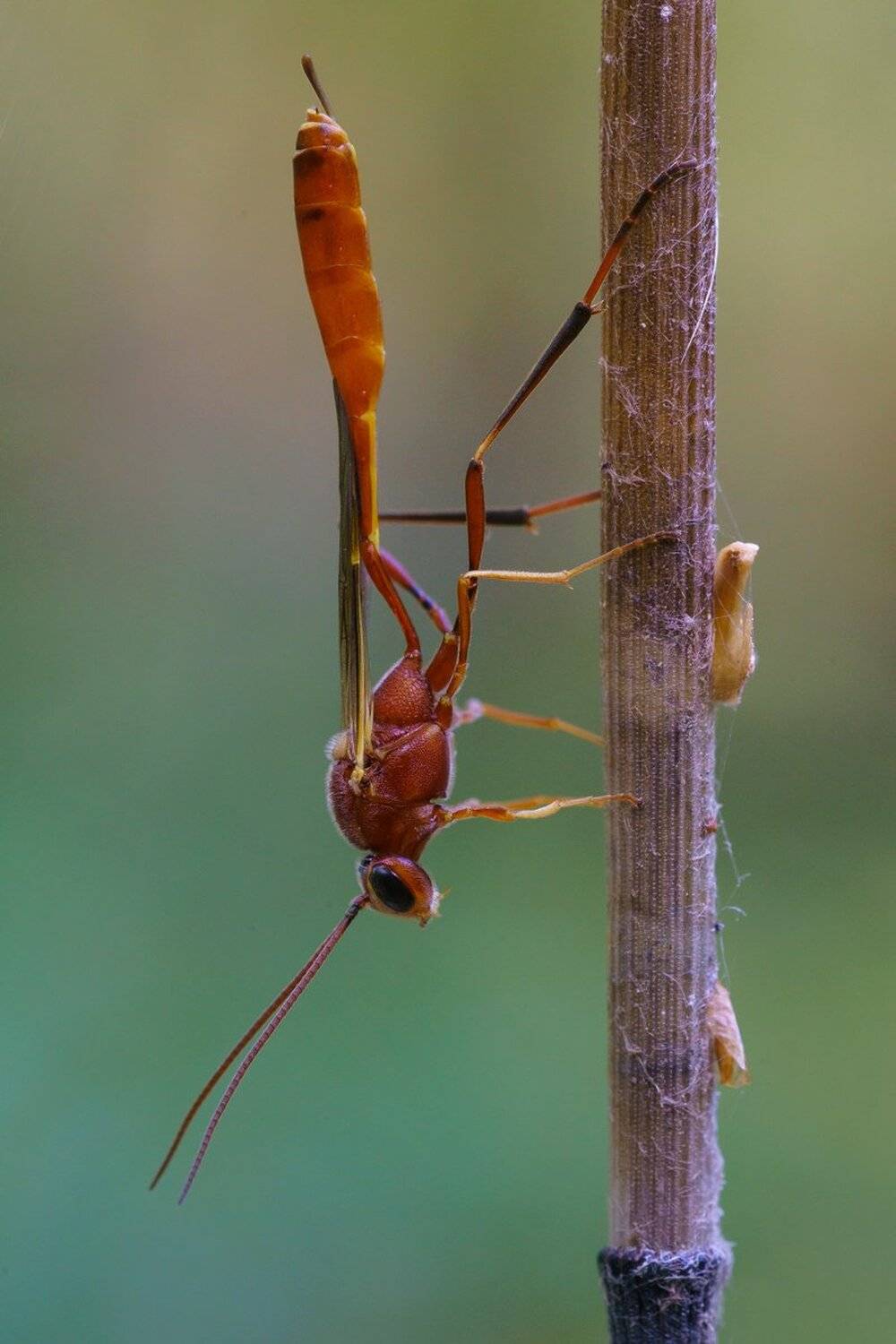 , Кузнецов Дмитрий
