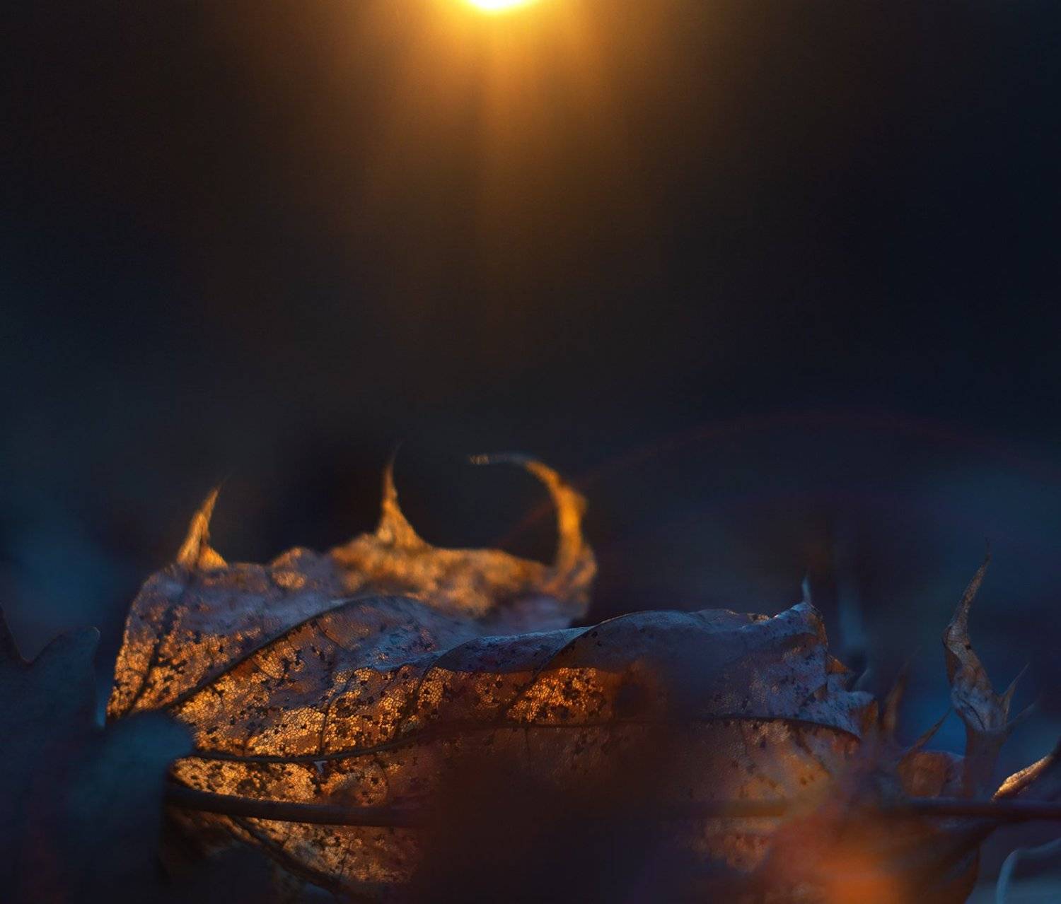 , Анастасия Крылова