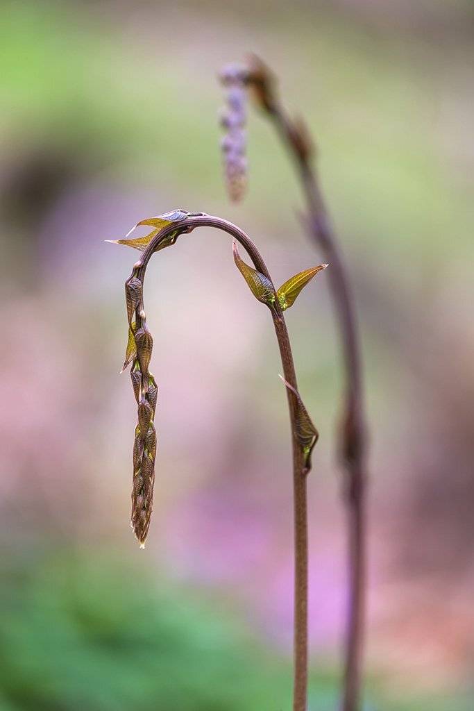 , Александр Земляной