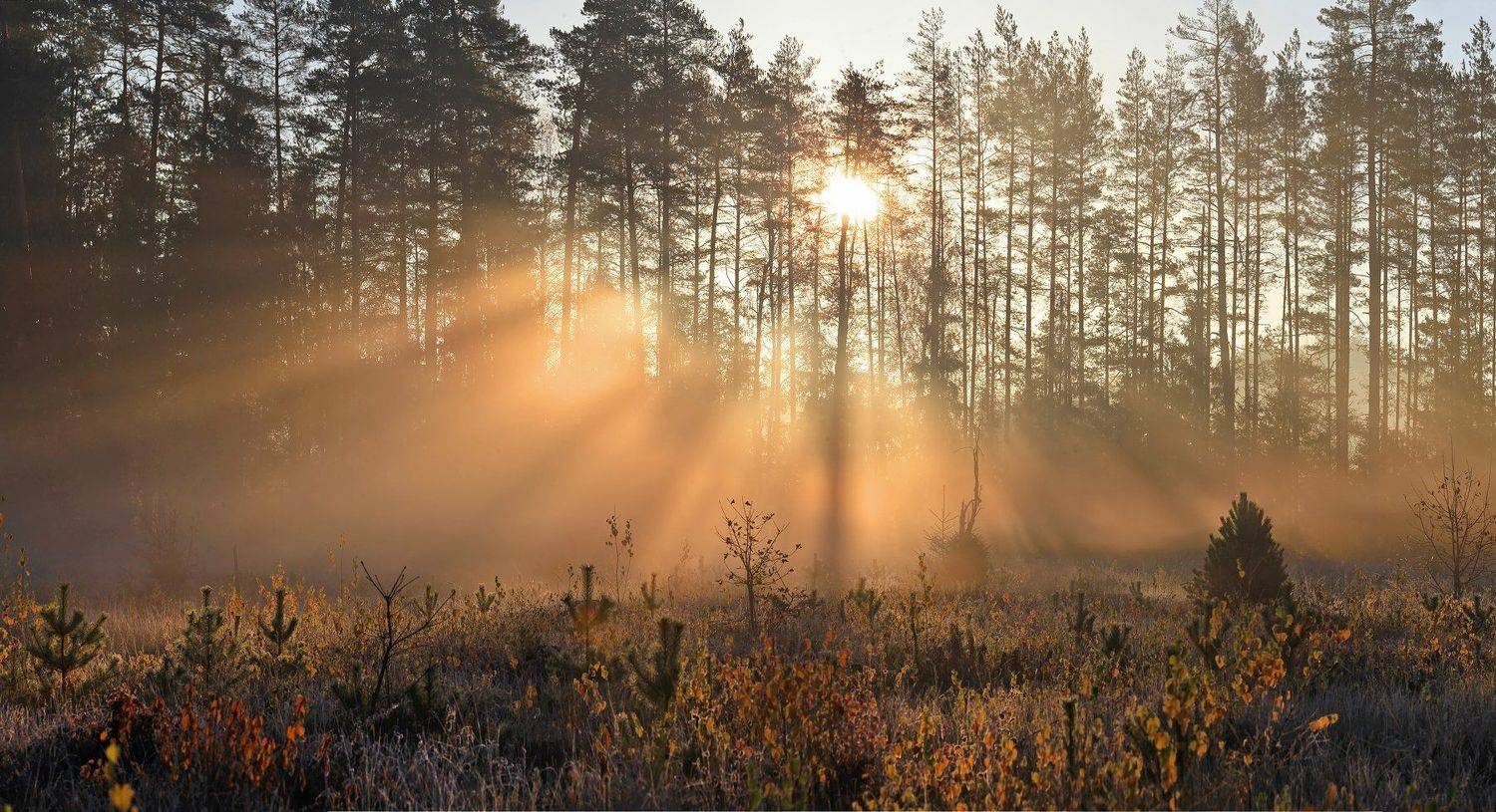 , Лихарев Александр