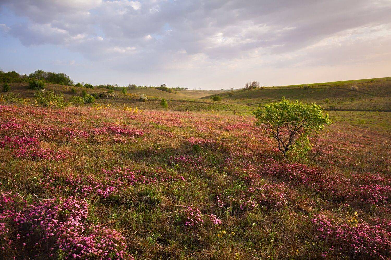 лесостепь, меловые склоны, реликтовая флора, волчеягодник, сниженные альпы, баркаловка, центрально-черноземный заповедник, курская область, Арсений Кашкаров